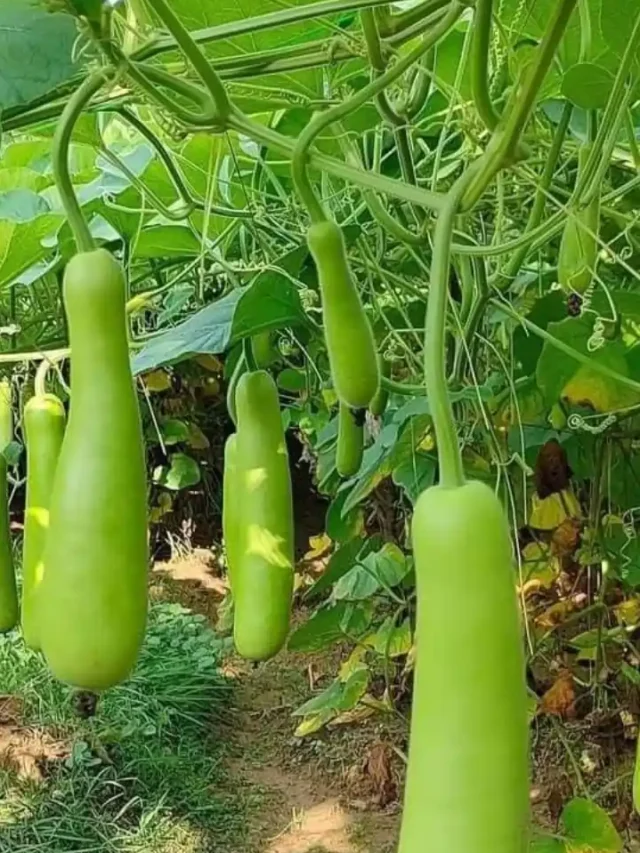लौकी खाने के 5 चमत्कारी फ़ायदे जानें