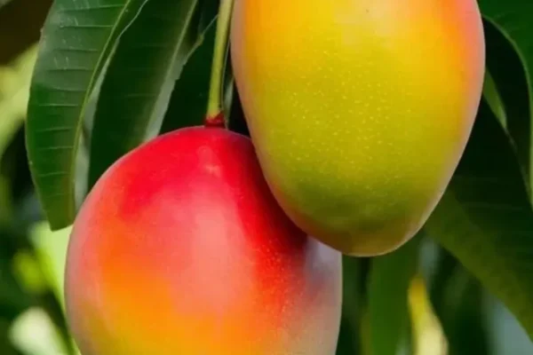 Types of Mango, Mangoes Vareity
