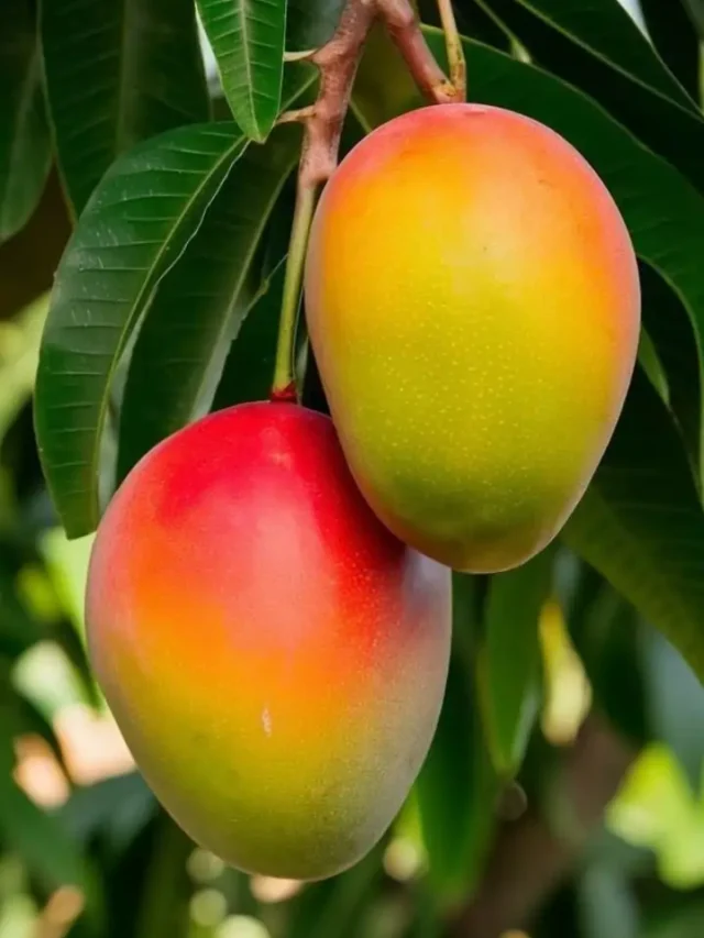 स्वाद ऐसा कि भूल न पाएंगे! जानें भारत की सबसे लोकप्रिय आम की किस्में