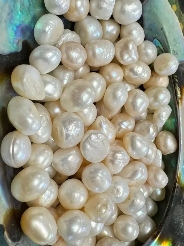 दुनिया में सबसे ज्यादा बिकने वाला मोती कौन सा है?