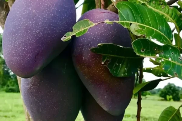 Miyazaki, World's Most Expensive Mango