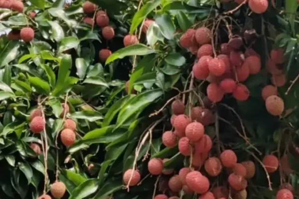 Variety of Litchi, Litchi