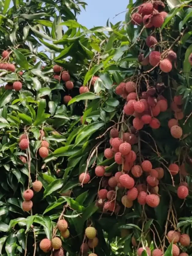 क्या आप जानते हैं लीची की इन खास किस्मों के बारे में?
