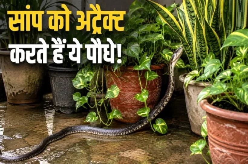 5 Snake Invitation Plants