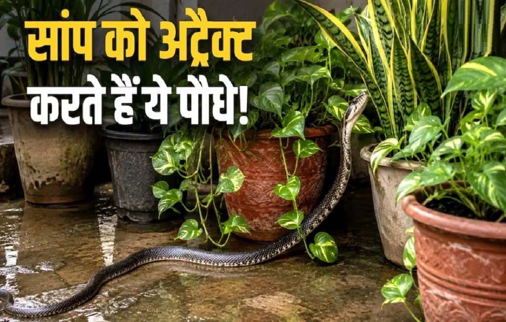 5 Snake Invitation Plants