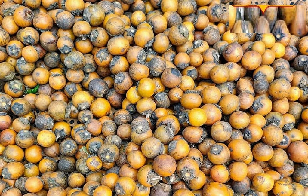 Bael Fruit Benefits