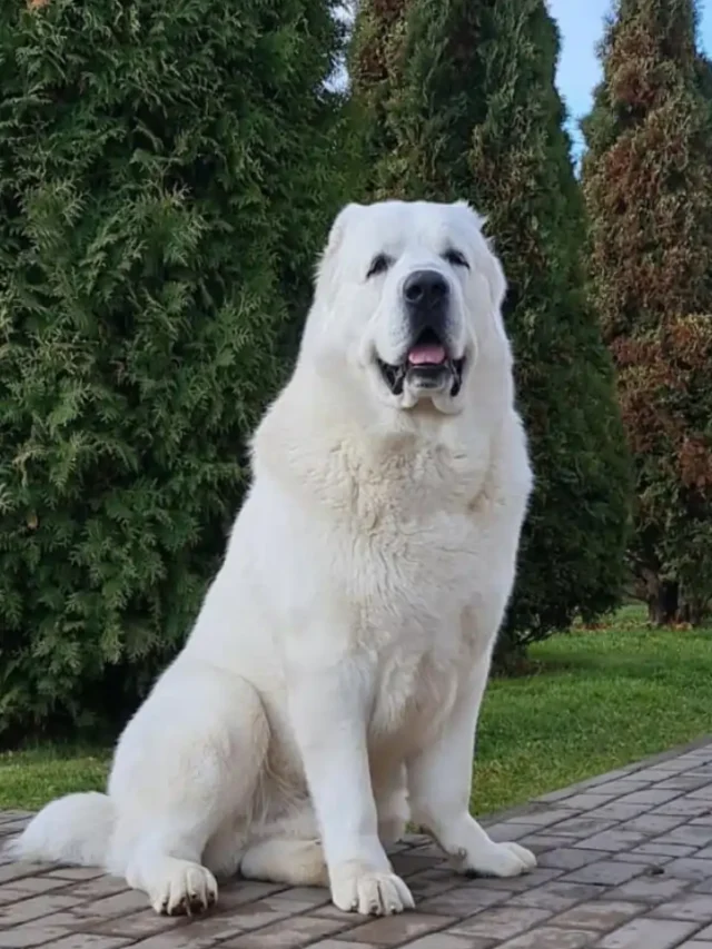 ये है दुनिया के सबसे महंगे dogs एक की कीमत जान कर आप रह जायेंगे हैरान