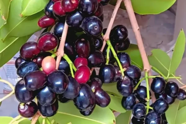 Jamun, Jamun Benefits