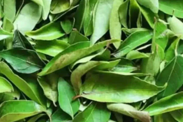 Curry Leaves Benefits, Curry Leaves