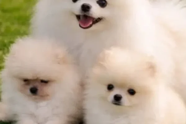 World smallest Dogs