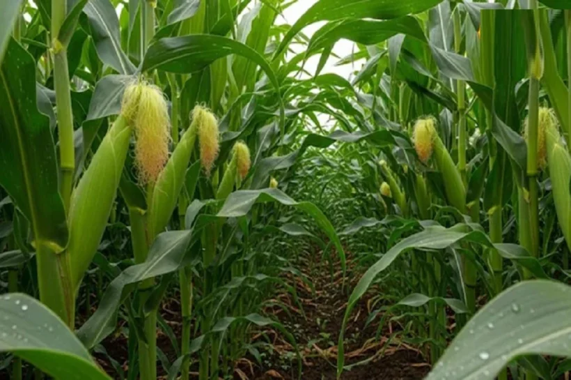 Makka Crop Tips