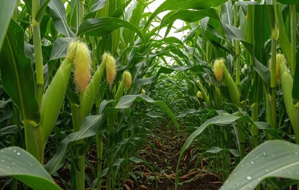 Makka Crop Tips