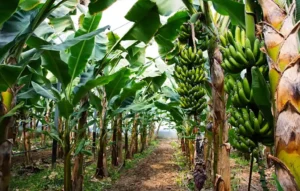 Banana tree, Dream of Banana tree