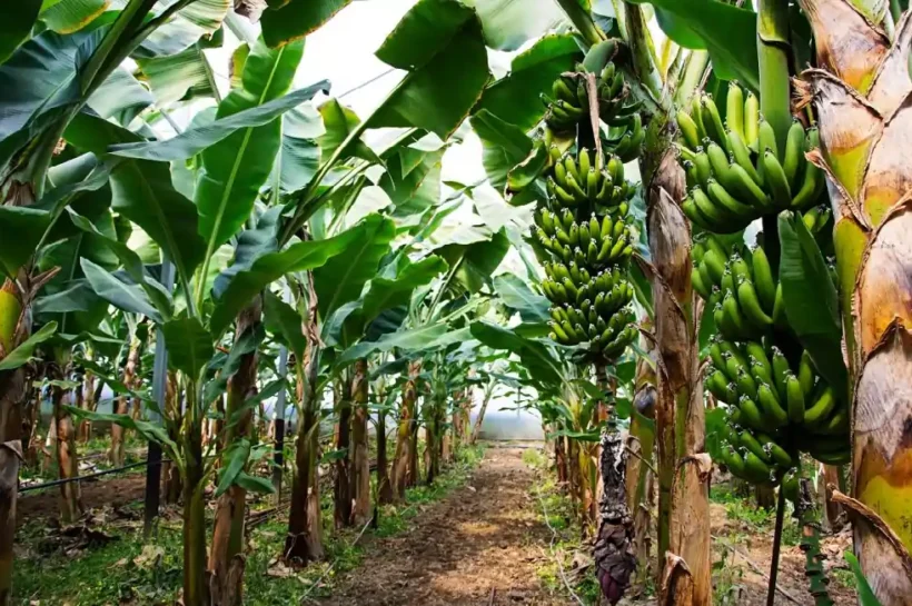 Banana tree, Dream of Banana tree