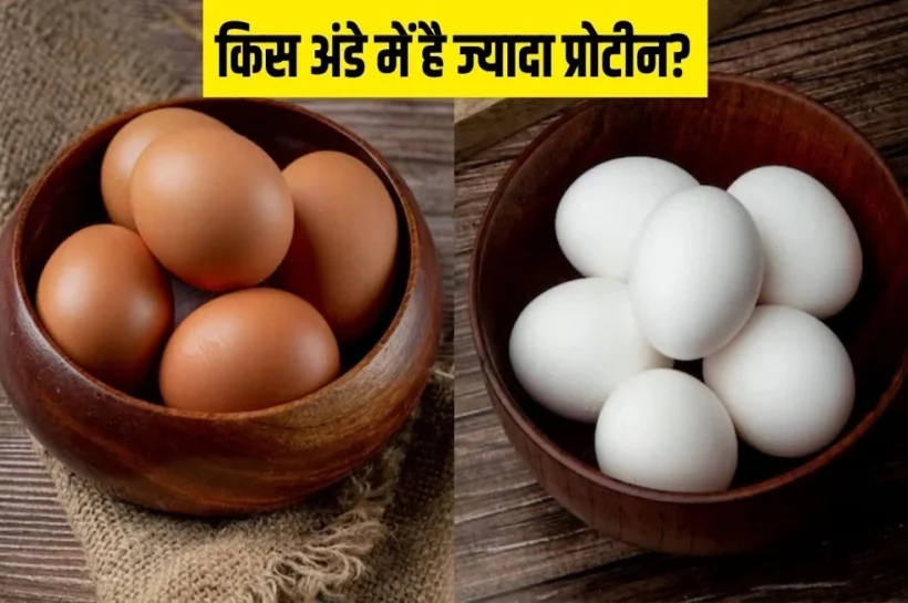 Brown eggs vs white eggs