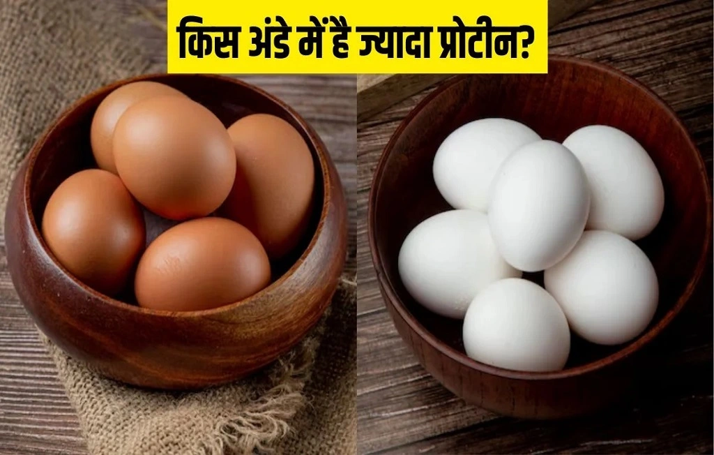 Brown eggs vs white eggs