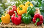 Capsicum Benefits