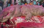 Gangaram crocodile story