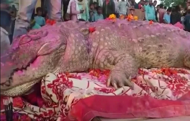 Gangaram crocodile story