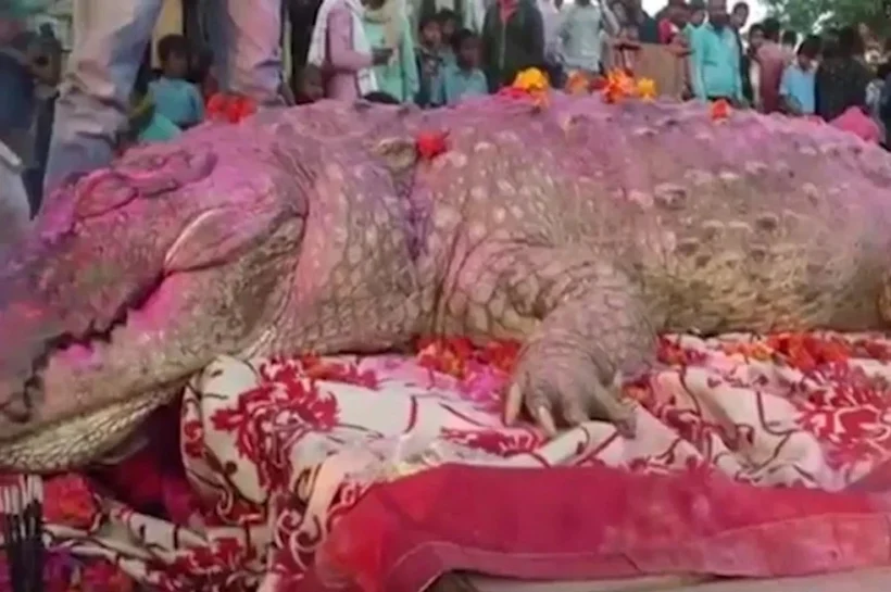 Gangaram crocodile story