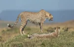 Kuno Cheetah Project