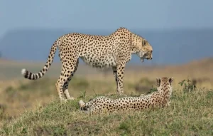 Kuno Cheetah Project