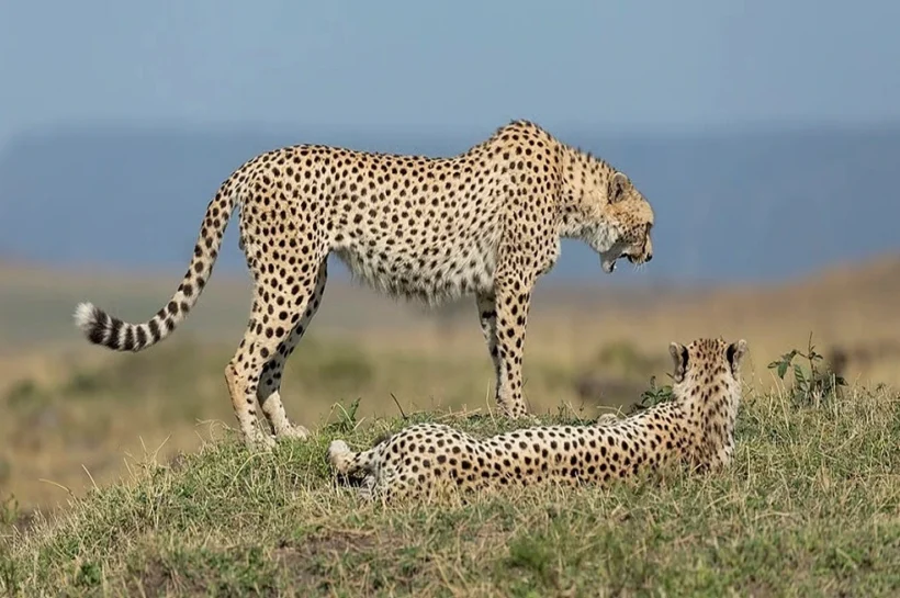 Kuno Cheetah Project