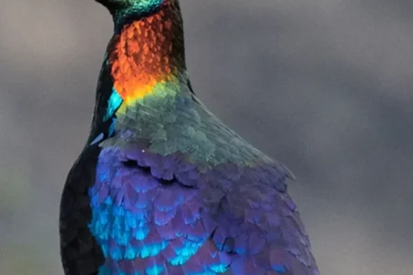 Kango Peacock, Different types of Peacock