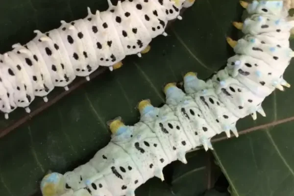 Giant Silkworm