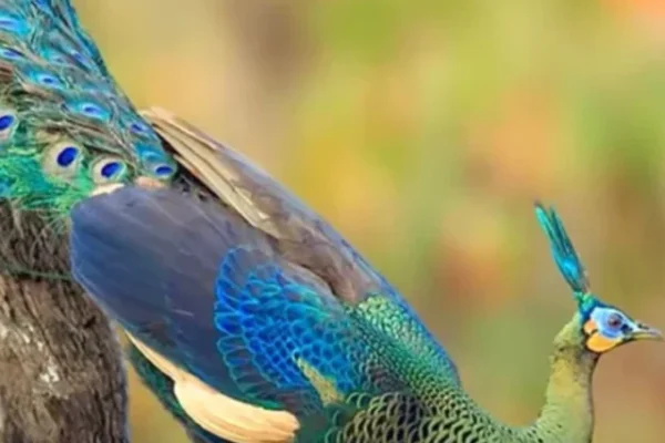 Green Peacock, Different types of Peacock