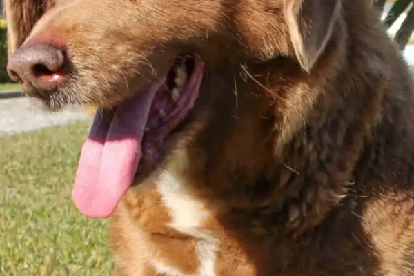 Oldest Dog in the world