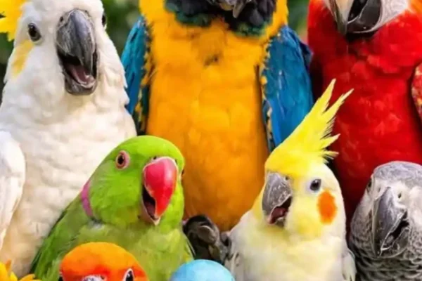 Parrot Species