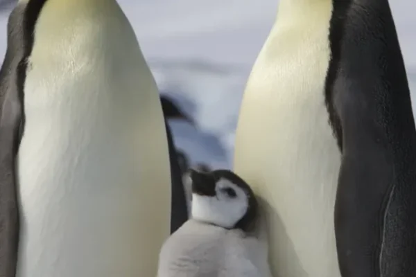 Penguin, Facts about Penguins