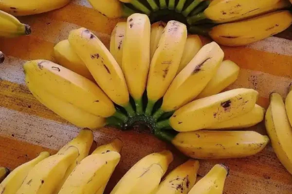 Banana benefits for health