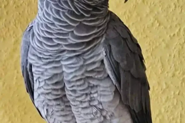 African Grey Parrot