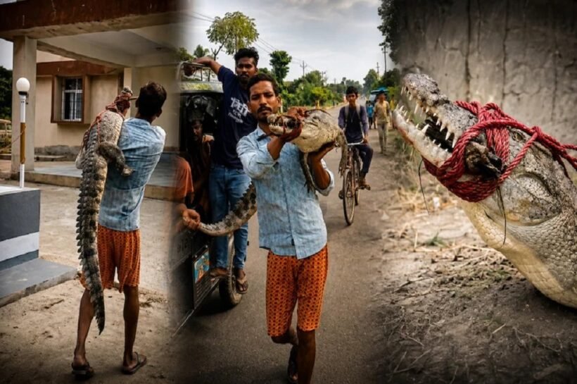 Supaul Crocodile Rescue