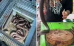Jakarta viral video