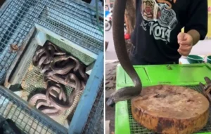 चिकन-मटन छोड़िए! यहां लोग चाव से खा रहे हैं कोबरा के पकौड़े और समोसे| Jakarta viral video Jakarta viral video