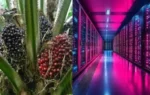 Palm Oil Data Center Cooling