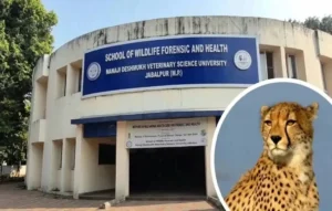 Kuno national park cheetah news