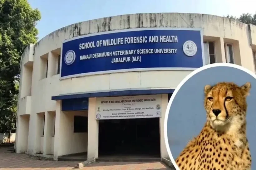 Kuno national park cheetah news