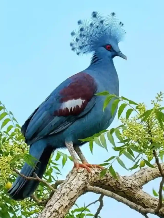 दुनिया का सबसे बड़ा कबूतर, जिसके सिर पर होता है खूबसूरत क्राउन